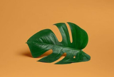 portfolio images